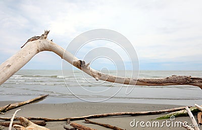 smoothed branch of tree and sea Stock Photo
