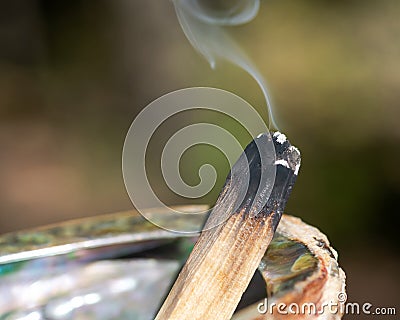 Smudging ceremony using Peruvian Palo Santo holy wood incense stick and abalone shell in forest Stock Photo