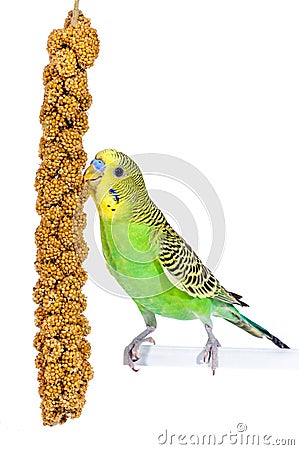 Snack Time for budgie Stock Photo