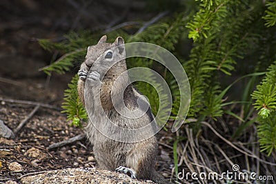 Snacking Chipmunk Stock Photo