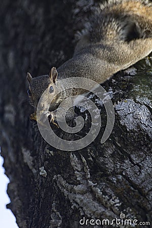Snacking Gray Squirrel Stock Photo