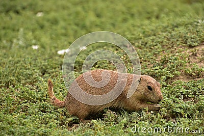 Snacking Prairie Dog Picking Through Green Vegetation Stock Photo