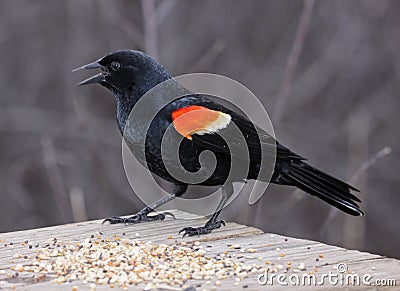 Snacking Red-winged Blackbird Stock Photo