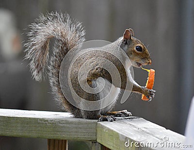 Snacking squirrel Stock Photo