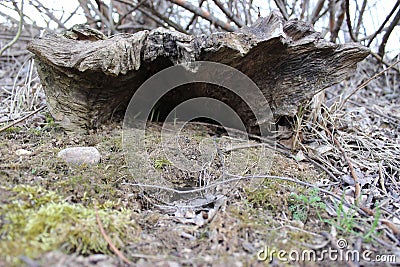 Snag of unusual shape close-up in spring. Stock Photo