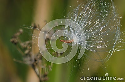 Snagged Milkweed Seed Glistening in the Sunlight Stock Photo