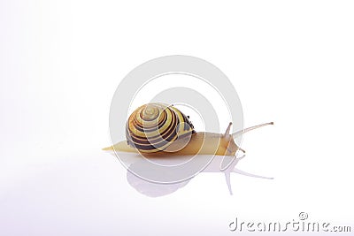 Snail Stock Photo