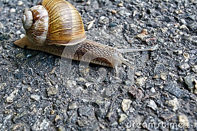 Snail Stock Photo