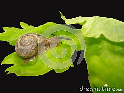 Snail Stock Photo