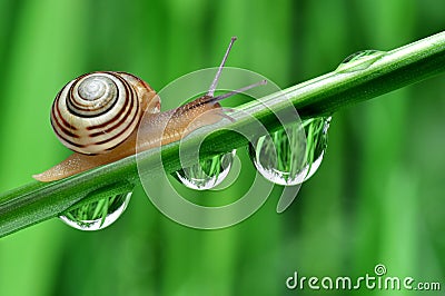 Snail Stock Photo