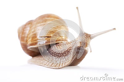 Snail Stock Photo