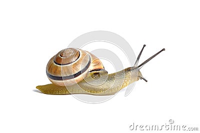 Snail Stock Photo