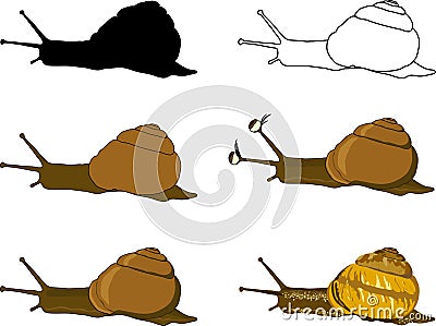 Snail Vector Illustration