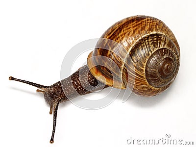 Snail Stock Photo