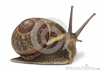 Snail Stock Photo