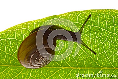 Snail Stock Photo