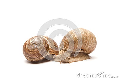 Snail Stock Photo