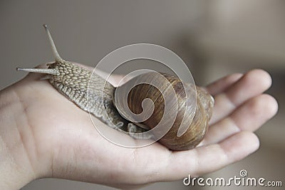 Snail ahaatin in hand Stock Photo