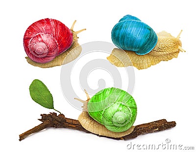 Snail animal with abstract colors isolated Stock Photo
