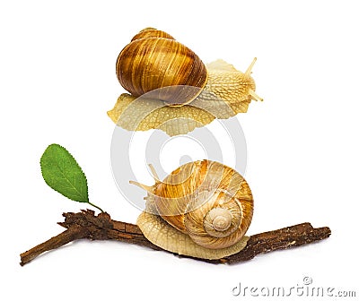 Snail animal isolated Stock Photo