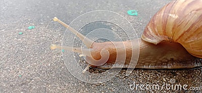 A snail animal that was walking on the rain-washed floor Stock Photo