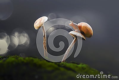 Snail, animals, macro, bokeh, insect, nature, Stock Photo