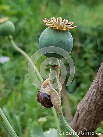 Snail approaching a poppy flower seedpod Stock Photo