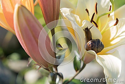 Snail on the background of a flower Stock Photo