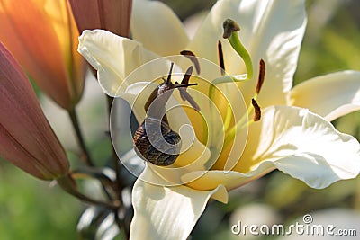 Snail on the background of a flower Stock Photo