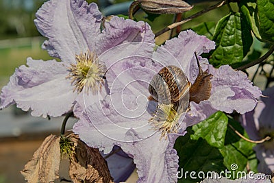 Snail on the background of a flower Stock Photo