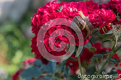 Snail on the background of a flower Stock Photo