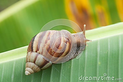 Snail on banana leaf Stock Photo