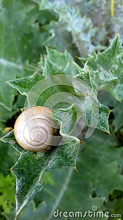 Synchronization Of Snail And A Leaf Of Prickly Edges Stock Photo