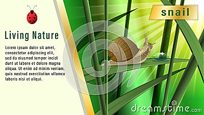 Snail on a blade of grass, Boke. Vector Illustration