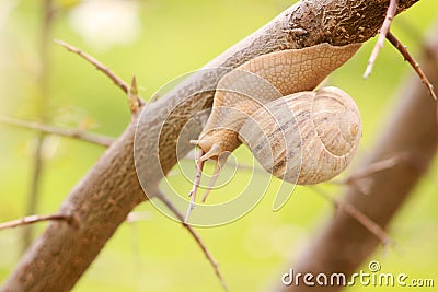 Snail on the branch of tree Stock Photo