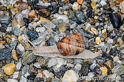 Snail with brown shell on the ground, open antenas, rocks background close up Stock Photo