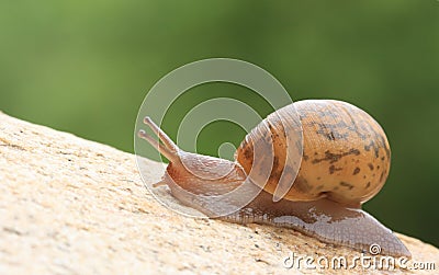 Snail Stock Photo