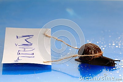 Snail carries a letter Stock Photo