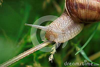 Snail Stock Photo