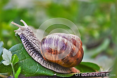 Snail Stock Photo