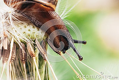 Snail closeup portrait. Little snail in shell crawling on dandelion in garden. Inspirational natural spring or summer background. Stock Photo