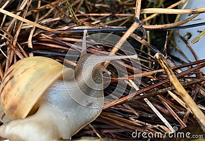 Snail Stock Photo