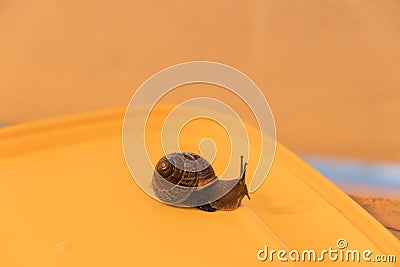 Snail on a colored background Stock Photo