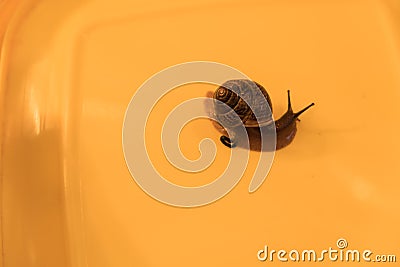 Snail on a colored background Stock Photo