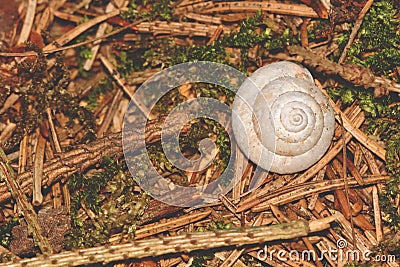 Snail conch on the brown pine needles Stock Photo