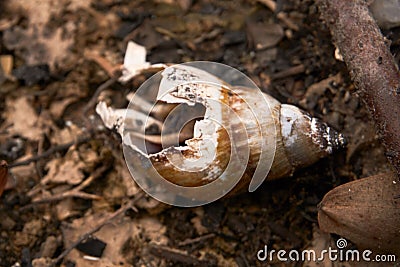 a snail conch burnt after forest fire. forest fire effect Stock Photo