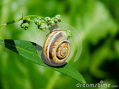 Snail conch on plant leaf on meadow Stock Photo