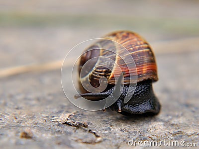 Snail on concrete Stock Photo