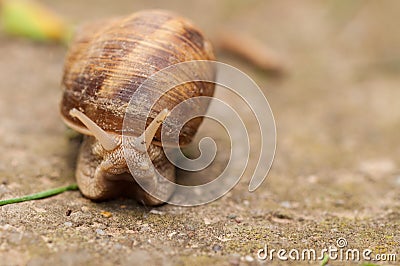 Snail on concrete.Macro photo of snail Stock Photo