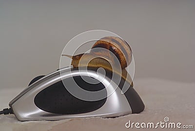 Snail crawling on a computer mouse Stock Photo
